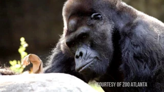 Meet Ivan - A Gorilla's Story