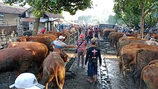 Harga masih Tinggi‼️Update Harga sapi Lemu || Pasar Sapi Tertek Pare Kediri ||