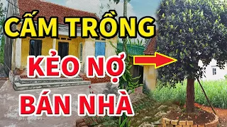 5 Loại Cây CẤM TRỒNG Trước Nhà Kẻo TÁN GIA BẠI SẢN, Tiền Bạc Đội Nón Ra Đi