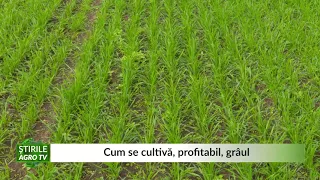 Cum se cultivă, profitabil, grâul 11 11 2020