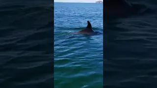 Deacon Chasing Dolfins In Kayak 2017 San Carlos #shorts
