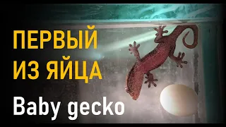 Мой первый геккон из яйца! My first gecko hatched from an egg!