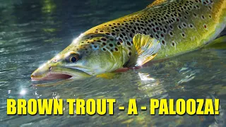 "Brown Trout A Palooza!" - one stunning day of Brown Trout Fly Fishing.