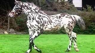 10 Самых Необычных Лошадей, в Существование Которых Вы Не Поверите