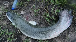 Trapping with snake!