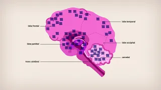 Quels sont les effets du THC sur le cerveau ?
