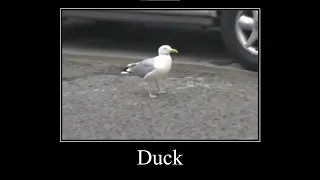 Look at this duck