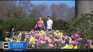 Early 'Dallas Blooms' festival is a colorful consequence of climate change