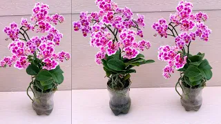 The secret to growing orchids without watering! Flowers bloom all year round