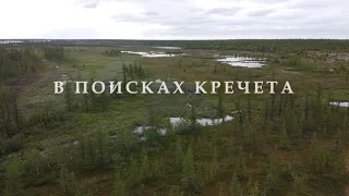 В поисках кречета. In search of Gyrfalcon