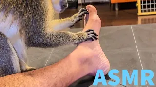 ASMR Monkey Primal Stimulation Foot & Nail Grooming Relaxing During Sleep