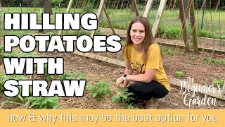 Hilling Potatoes with Straw (How to do it and why straw is a great option)