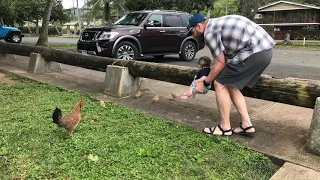 Wild Chickens in Hawaii