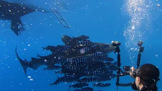 Oceanic whitetip shark -   Shark & Yolanda reef