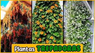 CLIMBING PLANTS with BEAUTIFUL FLOWERS to DECORATE your HOME
