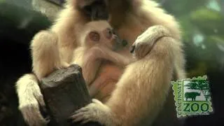 White-Handed Gibbon Baby-Cincinnati Zoo