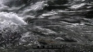 Sockeye salmon moving upriver stock footage