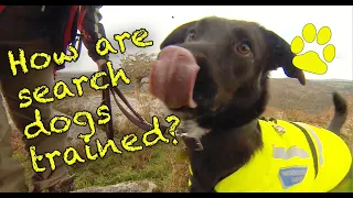 How do you train a Mountain Rescue search dog?