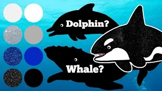 Is Orca(Killer Whale) a Whale or a Dolphin? | Fun Science Video for Kids