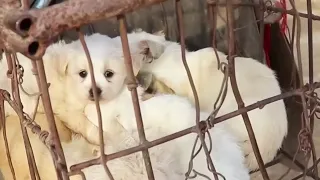 “Help me, I'm scared of the future”Rescue the stray dog on the dog meat truck