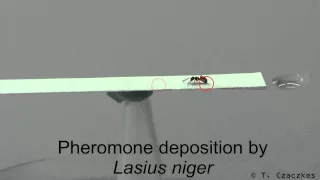 Pheromone deposition by the ant Lasius niger