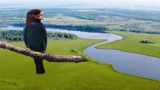 Amur river - in search of the mysterious Oriental dollarbird