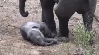 Water-fearing baby elephant challenging bathing in stream