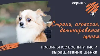 Страхи, агрессия, доминирование щенка. Спорные вопросы. Серия 6