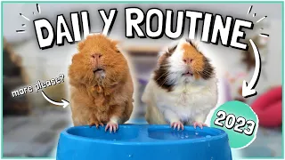 Daily Guinea Pig Routine 2023!