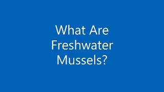 Show Us Your Mussels Challenge: A Guide to Freshwater Mussels