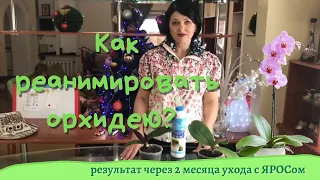 Как реанимировать орхидею - результат через 2 месяца ухода с ЯРОСом