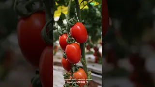 Il pomodoro midi plum Teocle F1: qualità, produttività e resistenza senza compromessi