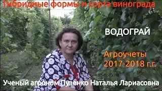 Виноград Водограй- на участке Пузенко Натальи Лариасовны