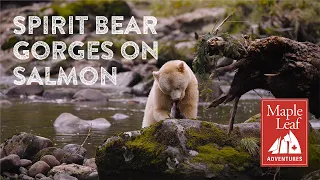 Spirit bear gorges on salmon in the Great Bear Rainforest