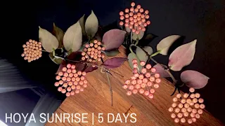 Hoya Sunrise Timelapse (Hoya obscura x Hoya lacunosa)