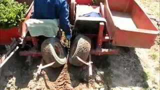 Planting Christmas Tree seedlings at Stokoe Farms