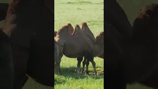 Do Camels Have One Hump Or Two? | NATURE Shorts | PBS