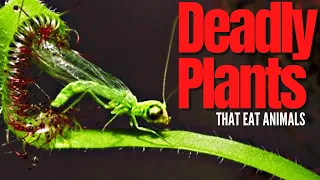 Top Carnivorous Plants | Plants That Eat Animals 🌿 😨