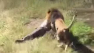 This Lion Took Revenge on Trophy Hunter Emma Lewins