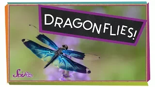 Super Strong Dragonflies!