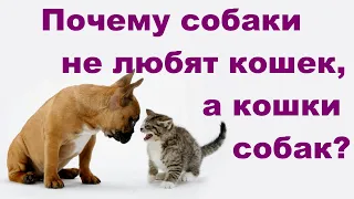 СОБАКИ НЕ ЛЮБЯТ КОШЕК ИЛИ КОШКИ НЕ ЛЮБЯТ СОБАК.