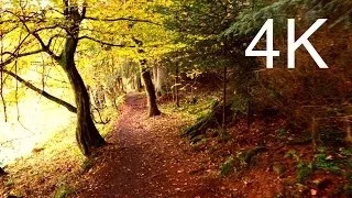 Ultra HD Video: SEPTEMBER FOREST WALK