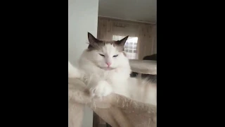 Funniest 😇 Dogs and 😻 Cats - Awesome Funny Pet Animals Videos #FunnyAnimals'Life#fun#flv#comedy