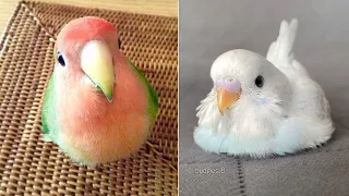 Baby Animals 🔴 Funny Parrots and Cute Birds Compilation (2022) Loros Adorables Recopilación #21