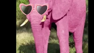 Удивительный слон - детская песенка