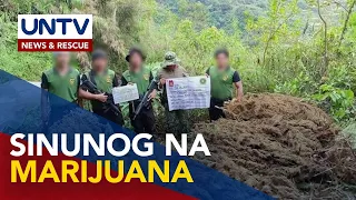 Milyon-milyong halaga ng marijuana, nadiskubre at sinunog sa Benguet