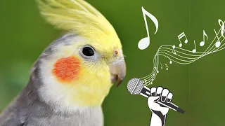 Happy cockatiel  bird singing in nature 🦜🌿 💚