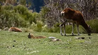 Mouflons (Pyrénées Catalanes, mai 2024)