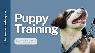 CCA x Williamsburg Vet - Webinar: Setting Up Your Puppy for Success