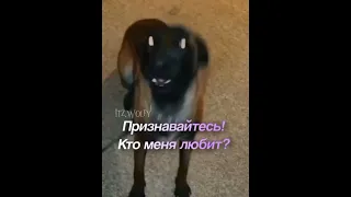 |Доберман любит Малинуа? 🥴🥰| #shorts #рекомендации #edit #dogs